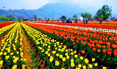 tulip festival jammu