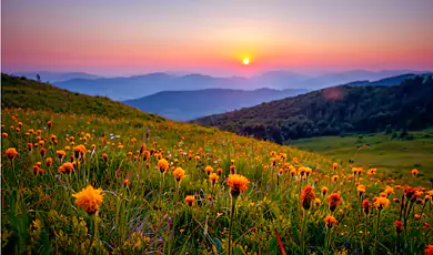 valley of flowers