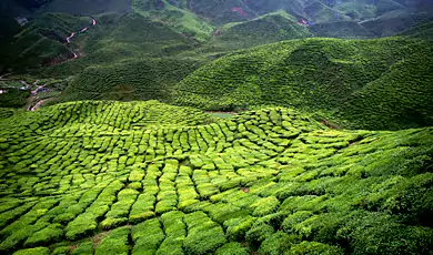 verdant tea estates